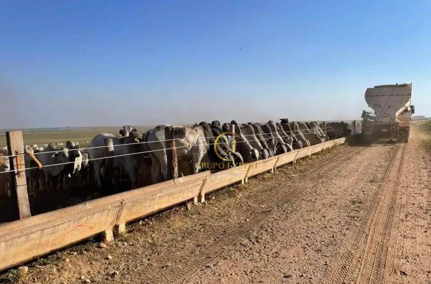 Fazenda, 15000 hectares - Foto 2