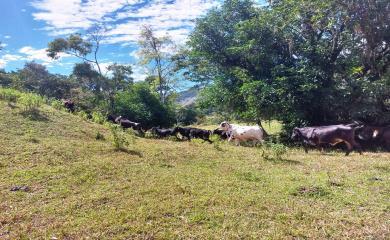 Fazenda à venda com 3 quartos, 200000m² - Foto 10