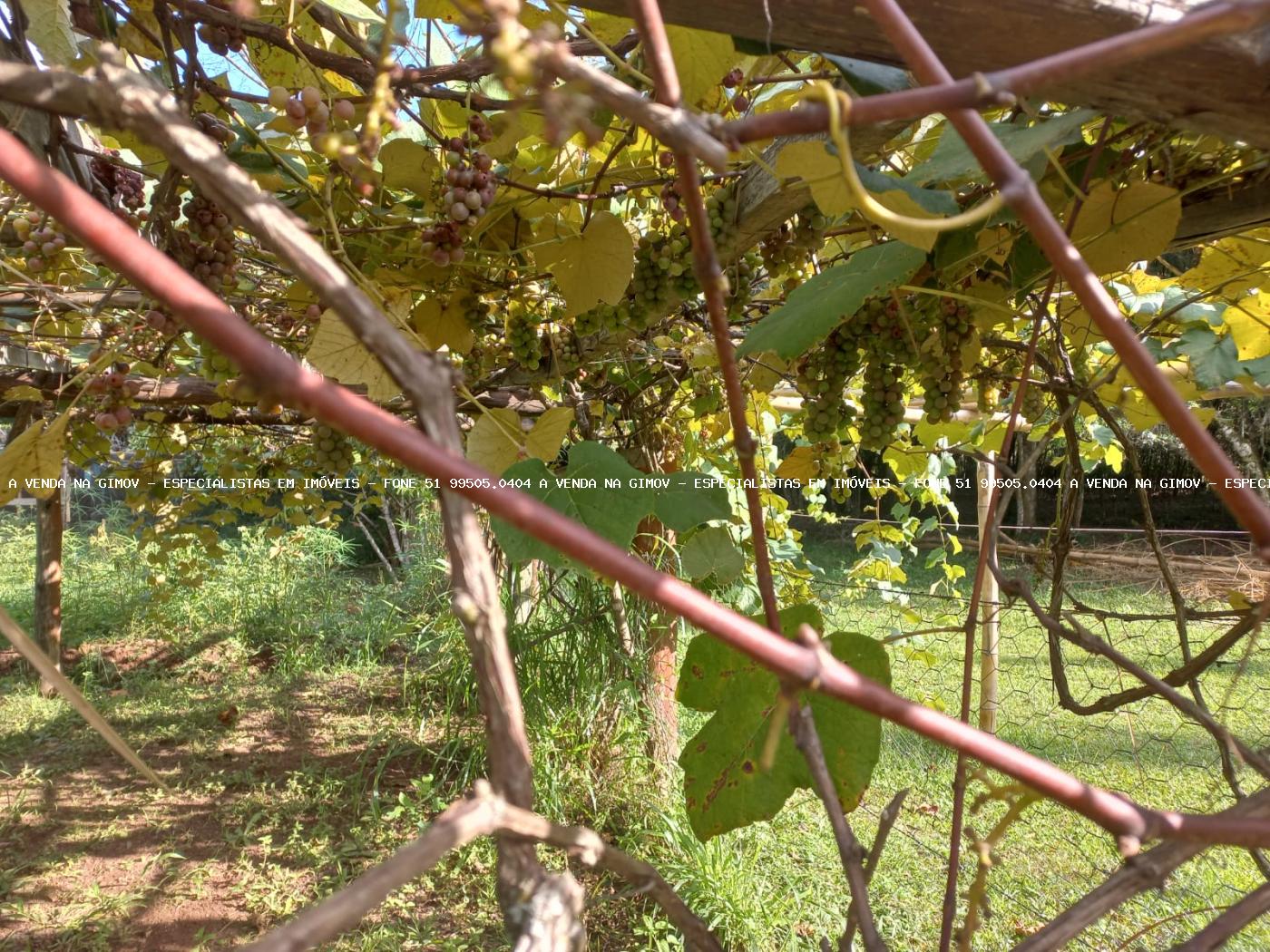 Fazenda à venda com 5 quartos, 20000m² - Foto 19