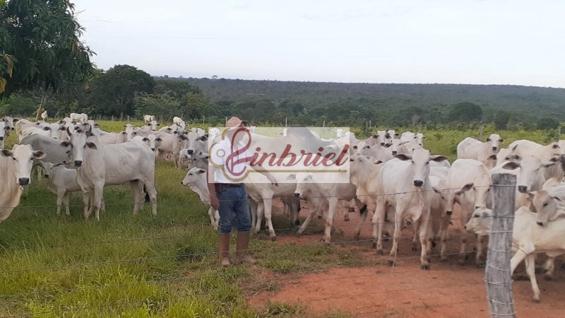 Fazenda à venda, 11000000m² - Foto 5