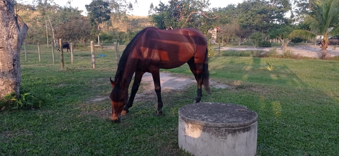 Fazenda à venda com 3 quartos, 80000m² - Foto 22