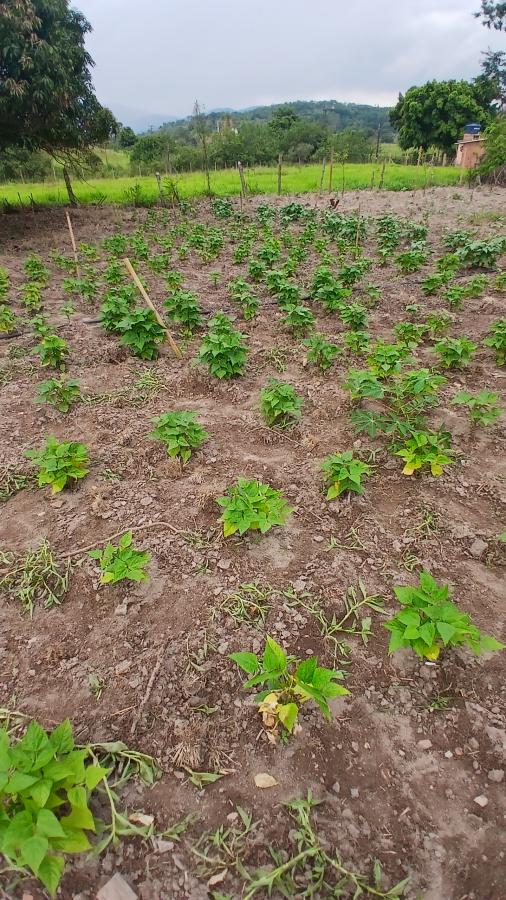 Fazenda à venda com 2 quartos, 31000m² - Foto 11