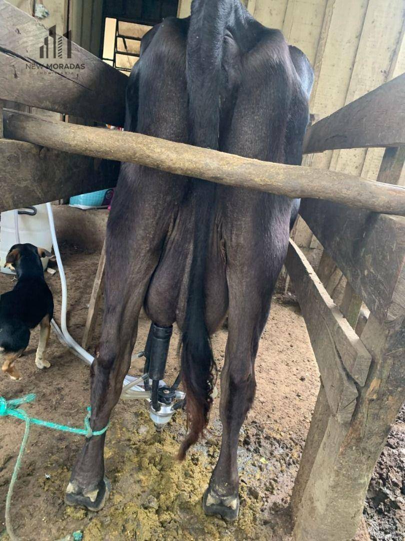 Chácara à venda com 2 quartos, 90m² - Foto 24