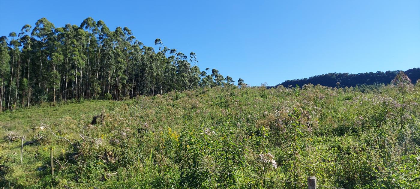 Fazenda à venda, 100000m² - Foto 8