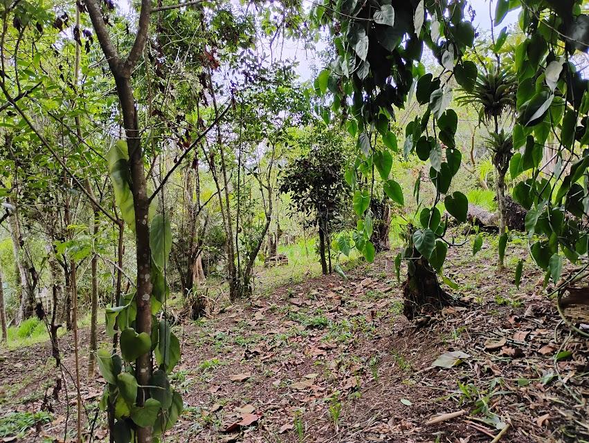 Fazenda à venda com 2 quartos, 2300m² - Foto 27