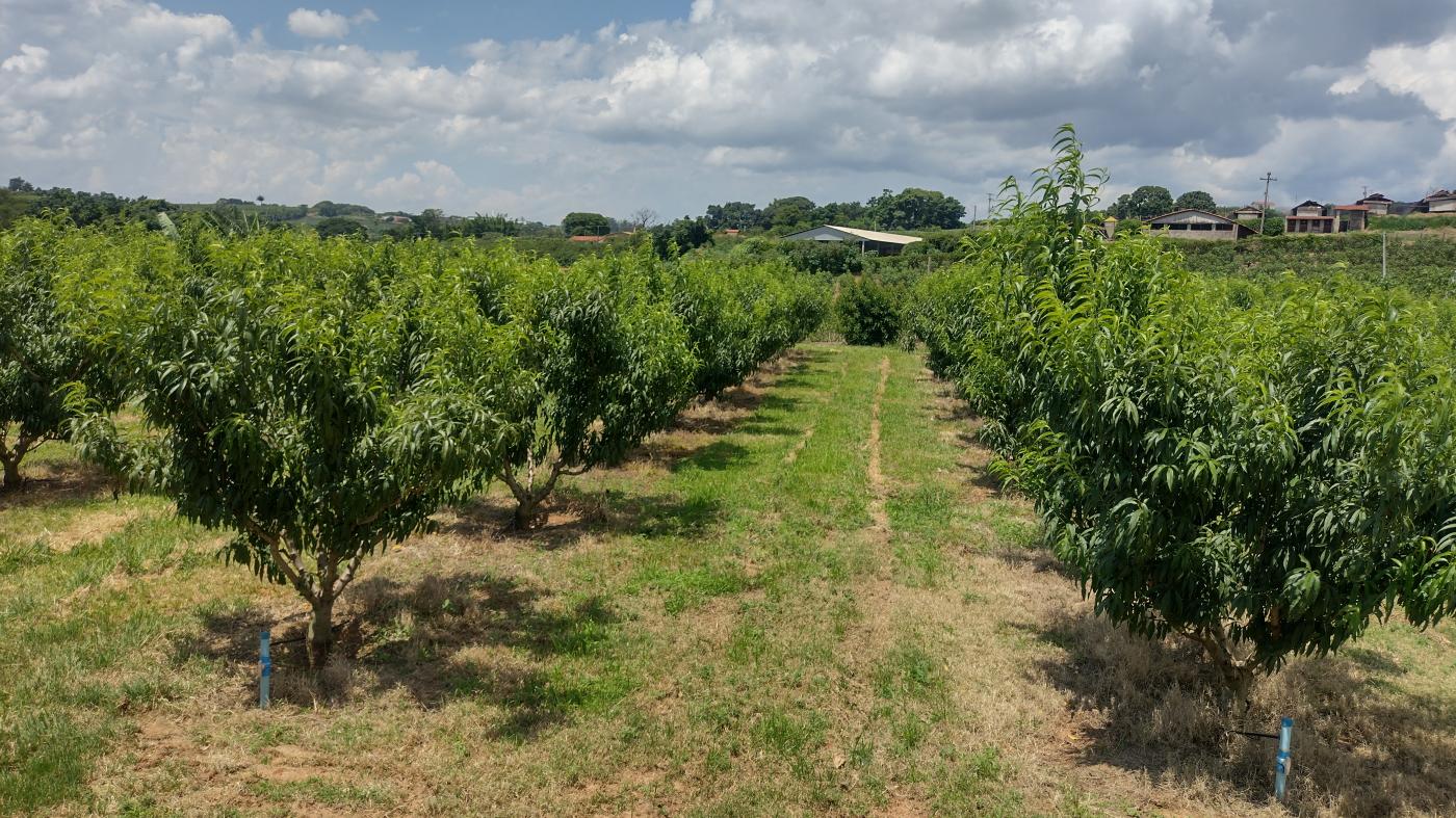 Fazenda à venda, 50000m² - Foto 1