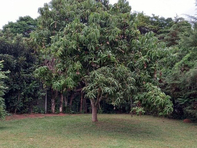 Fazenda à venda com 4 quartos, 5664m² - Foto 8