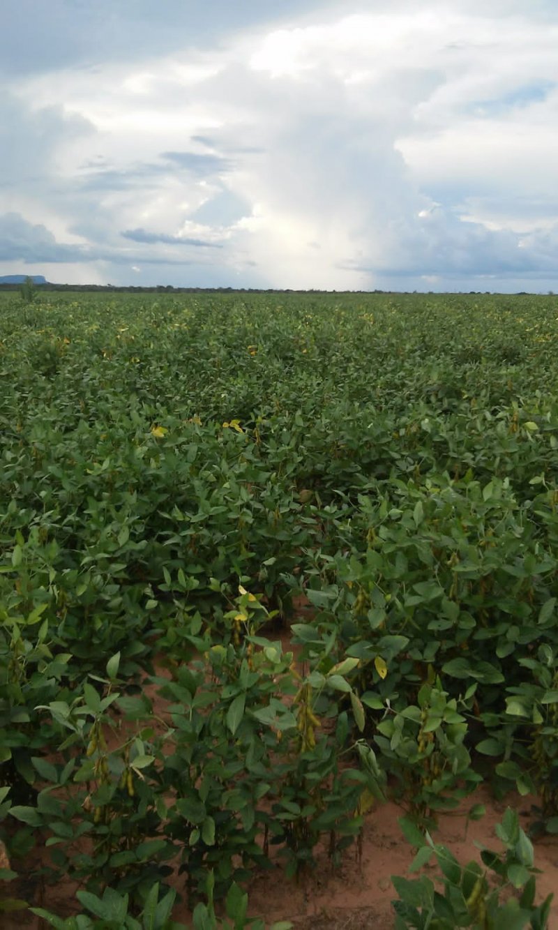 Fazenda-Sítio-Chácara, 529 hectares - Foto 2