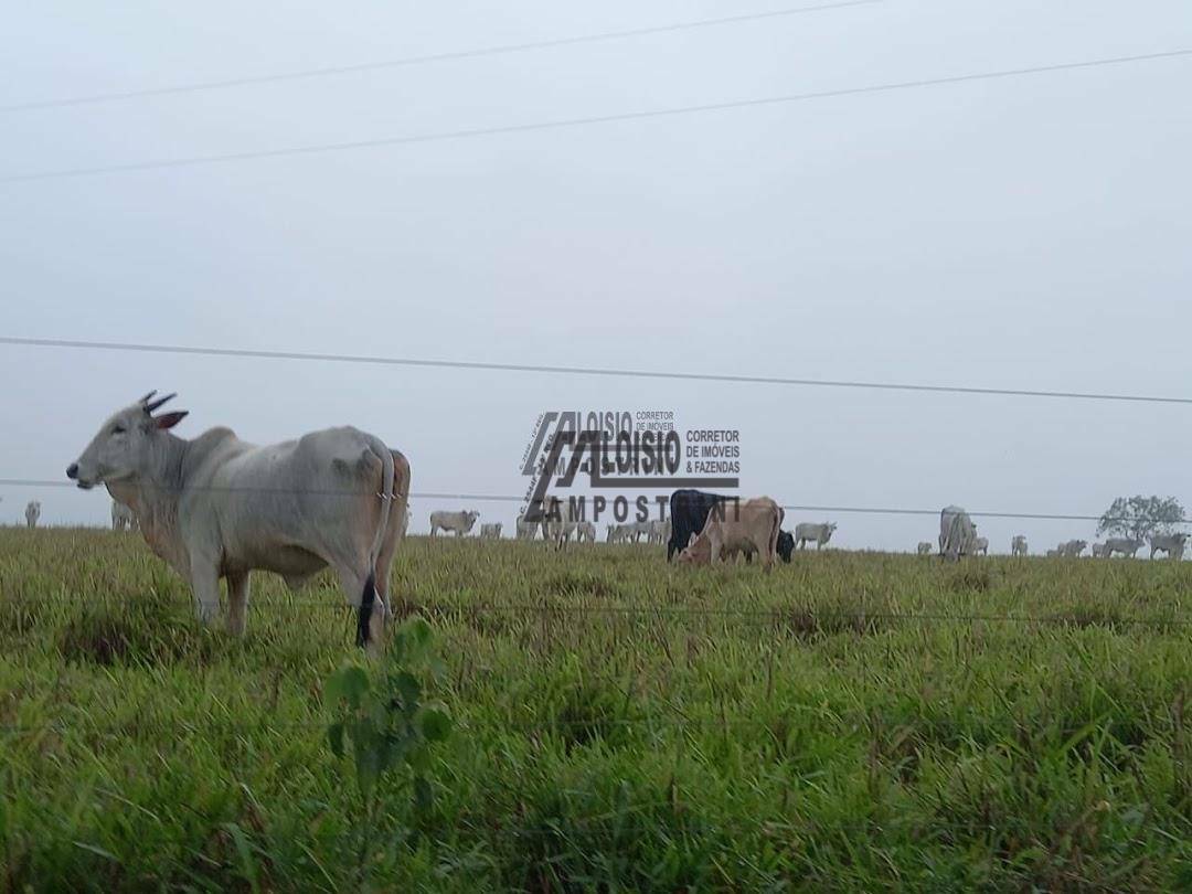 Fazenda à venda, 60984000M2 - Foto 9