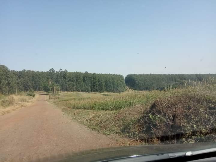 Fazenda-Sítio-Chácara, 800 hectares - Foto 3