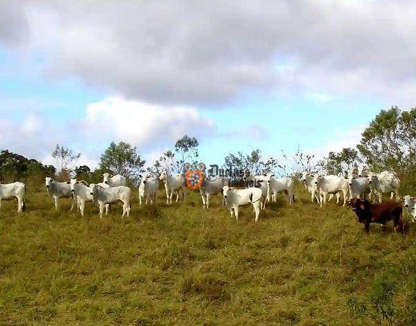 Fazenda à venda com 5 quartos, 1331000M2 - Foto 102