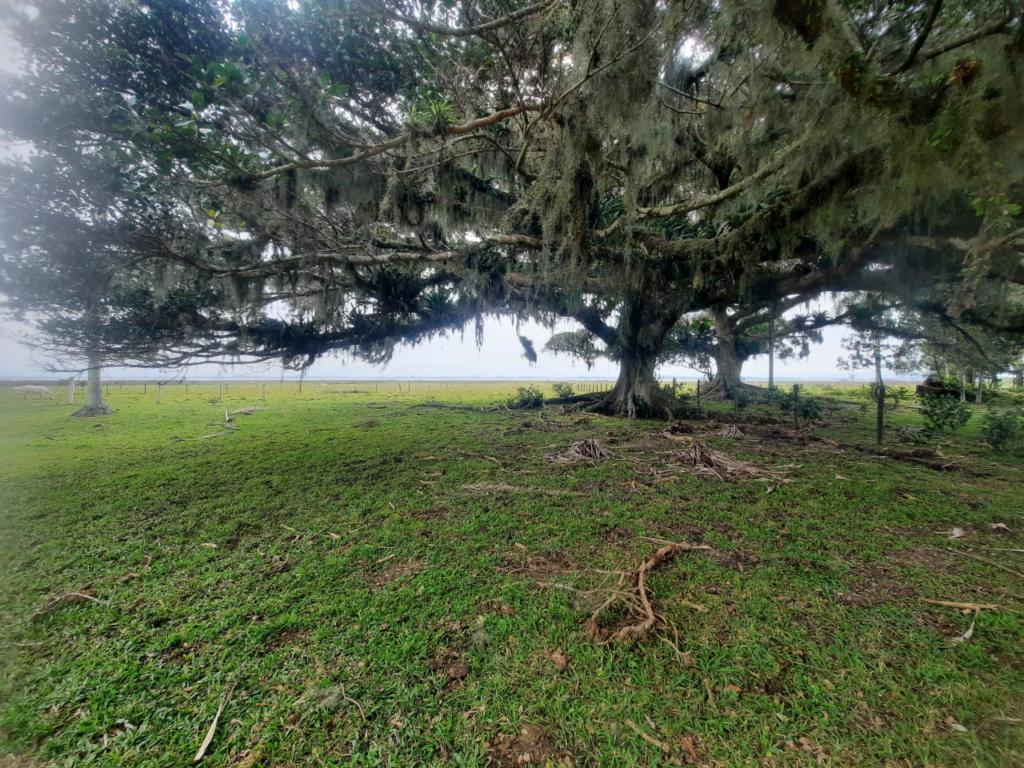 Fazenda à venda com 1 quarto, 25000m² - Foto 9