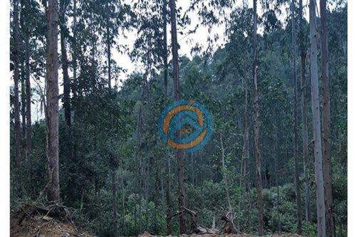 Terreno, 310 m² - Foto 3