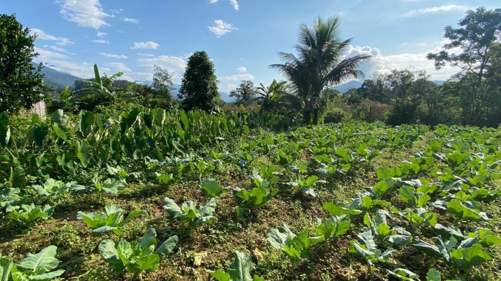 Fazenda à venda com 3 quartos, 12000m² - Foto 15