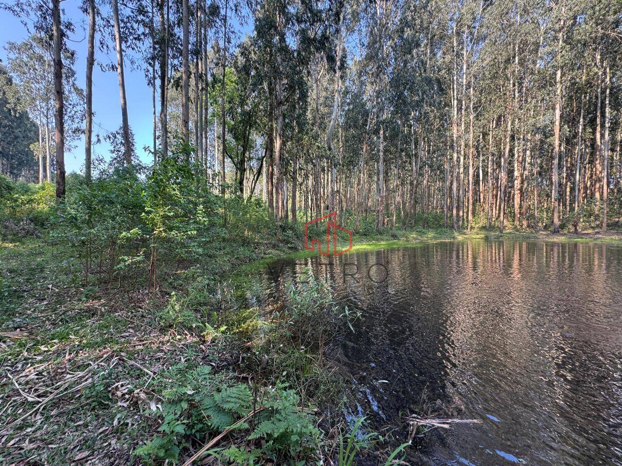 Sítio, 10 hectares - Foto 1