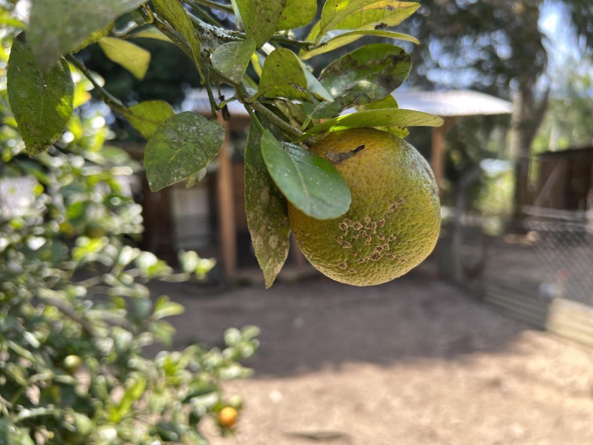 Fazenda à venda, 6300m² - Foto 62