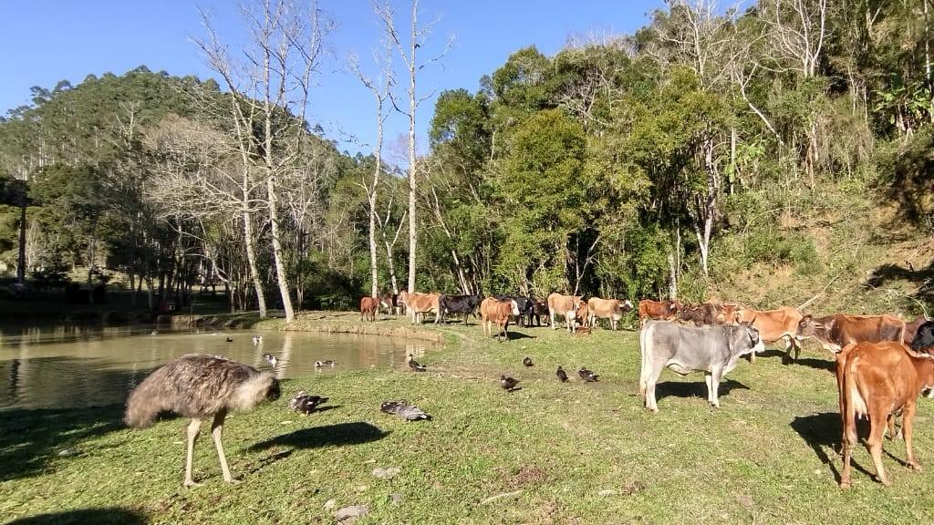 Fazenda-Sítio-Chácara, 6 hectares - Foto 1