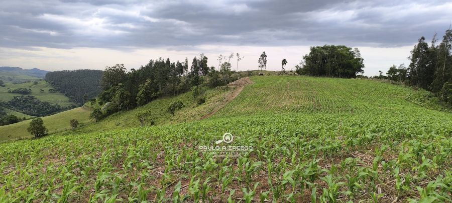 Sítio, 7 hectares - Foto 7