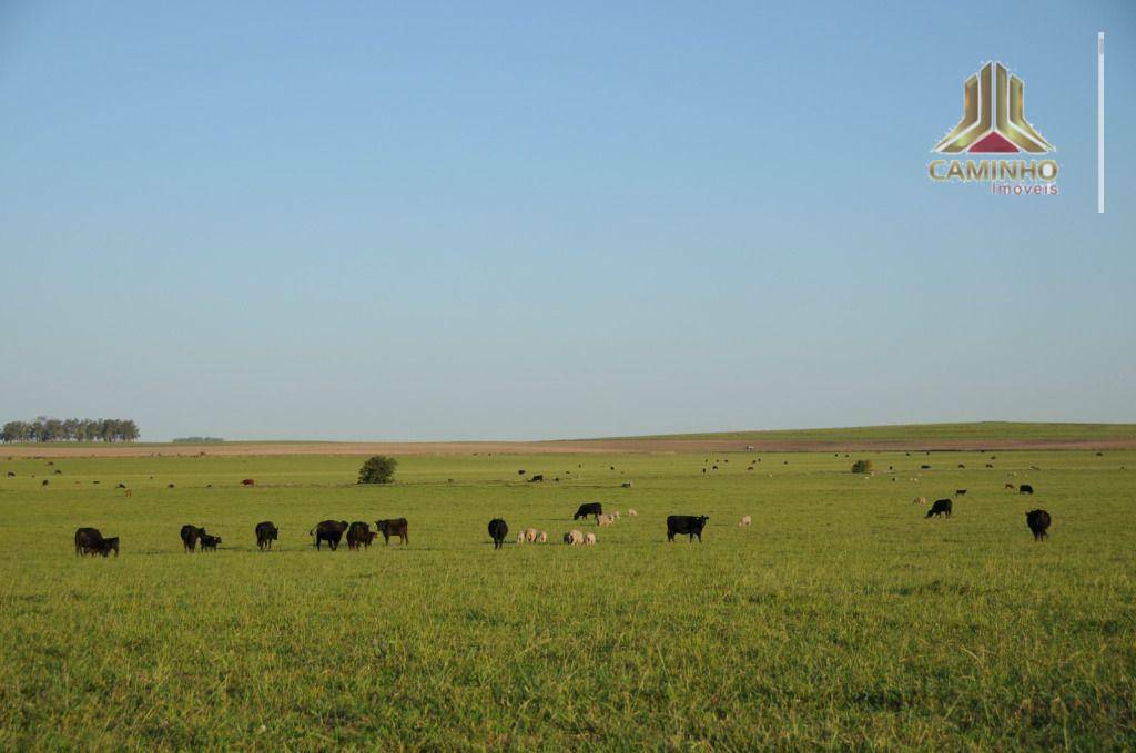 Fazenda à venda com 5 quartos, 33455000M2 - Foto 33