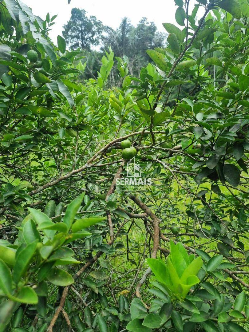 Chácara à venda, 6000M2 - Foto 4