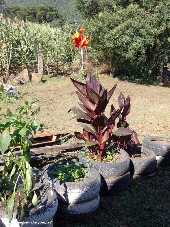 Sítio à venda com 3 quartos, 1m² - Foto 5