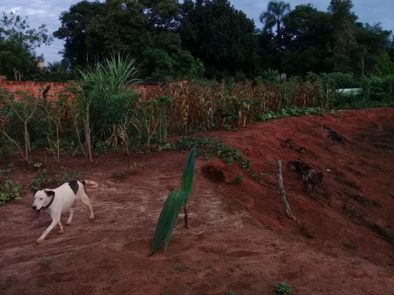 Chácara à venda com 2 quartos, 6000m² - Foto 5