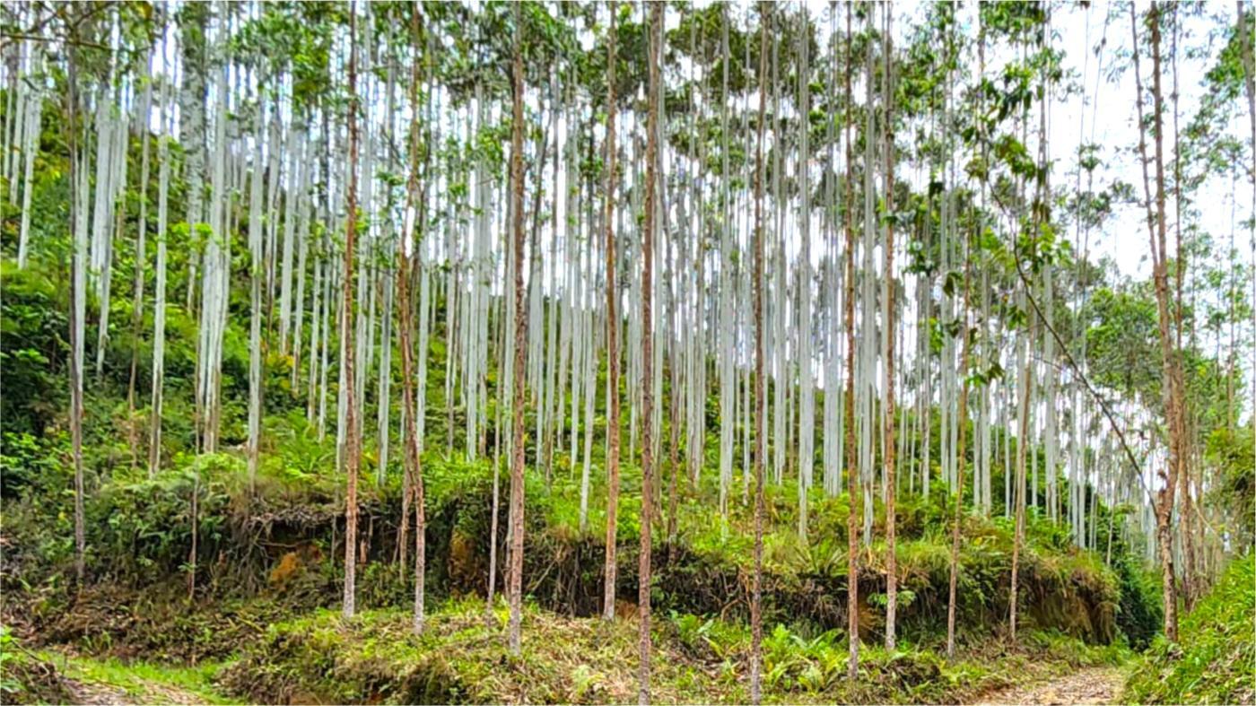 Fazenda à venda, 1564600m² - Foto 5