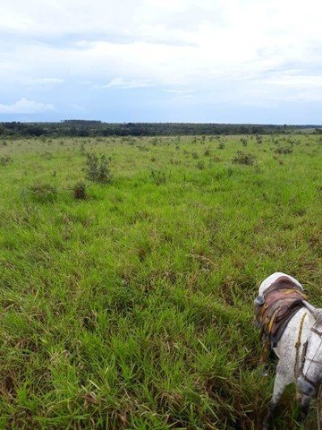 Fazenda à venda, 310000m² - Foto 9