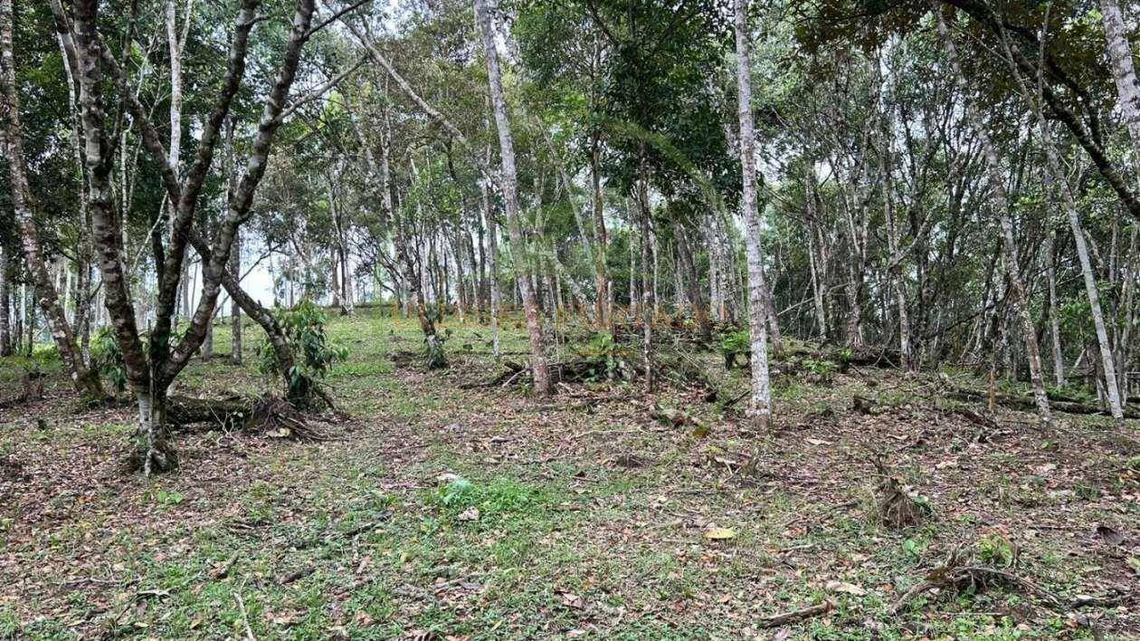 Terreno, 10000 m² - Foto 5