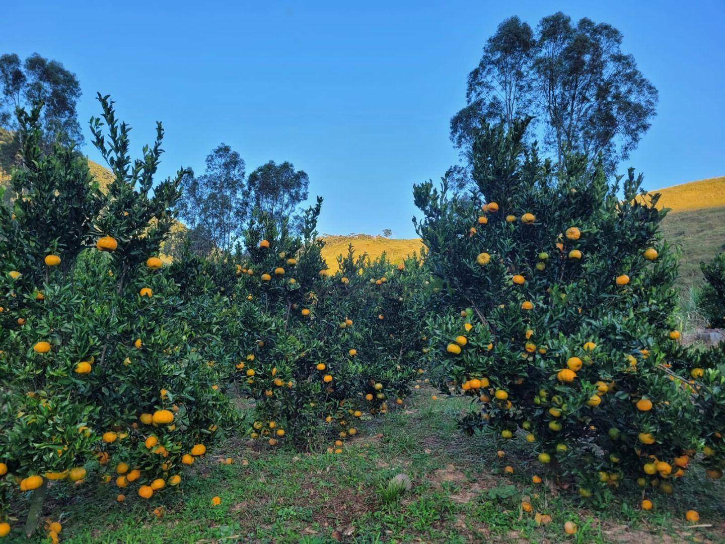 Fazenda à venda, 1292280M2 - Foto 32