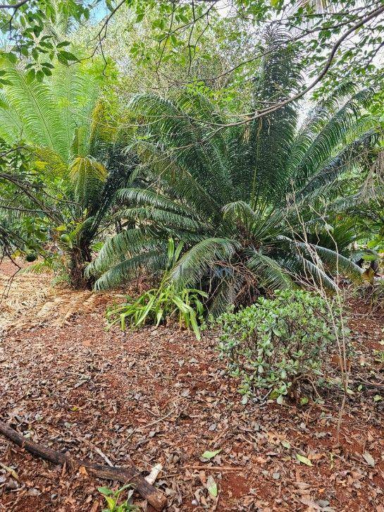 Chácara à venda com 2 quartos, 200m² - Foto 29