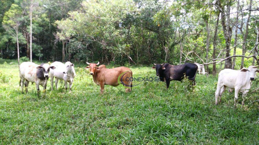 Fazenda à venda com 3 quartos, 2970000M2 - Foto 22