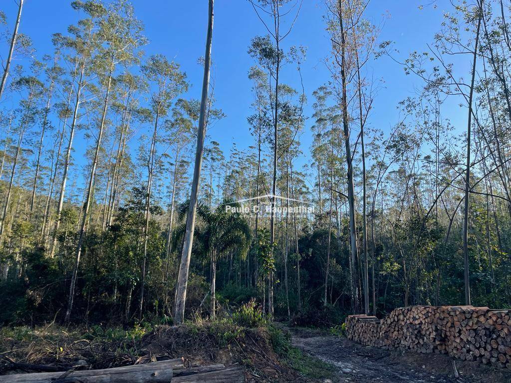 Terreno, 30 hectares - Foto 17