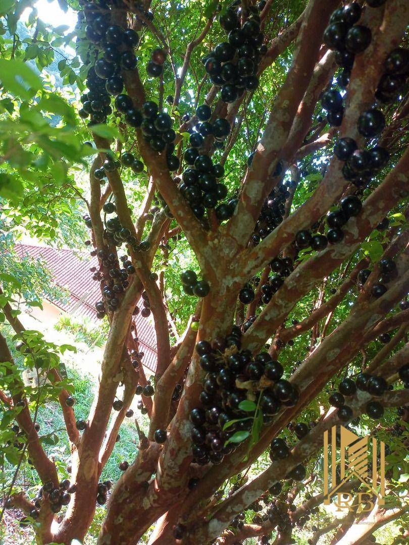 Chácara, 3 quartos, 6000 m² - Foto 26