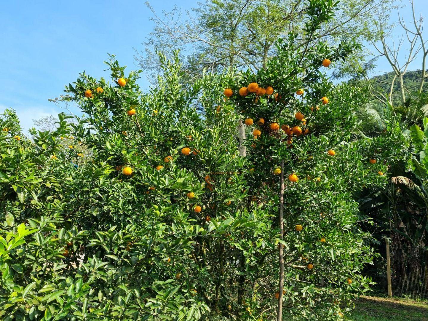 Chácara, 2 quartos, 2500 m² - Foto 10