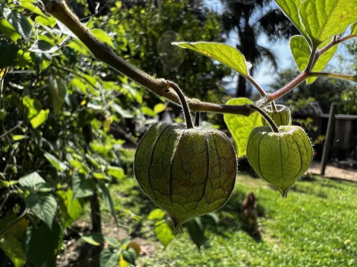 Fazenda à venda, 6300m² - Foto 53