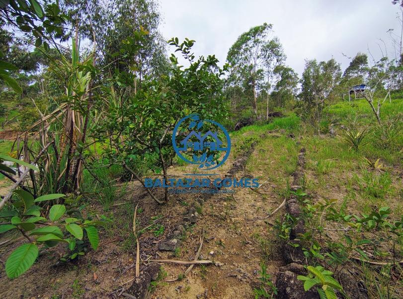 Fazenda à venda com 1 quarto, 1000m² - Foto 4