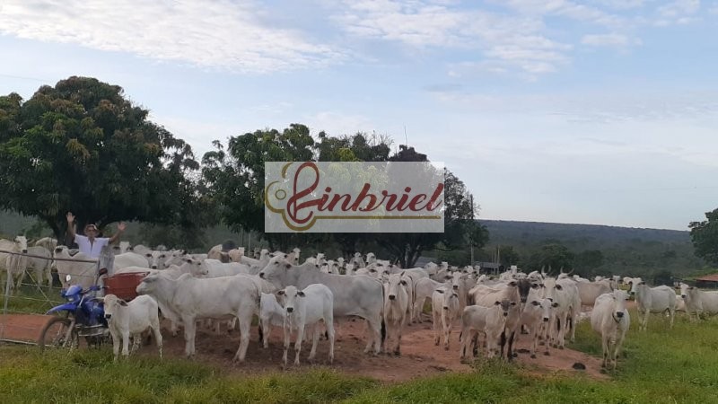 Fazenda à venda, 11000000m² - Foto 1