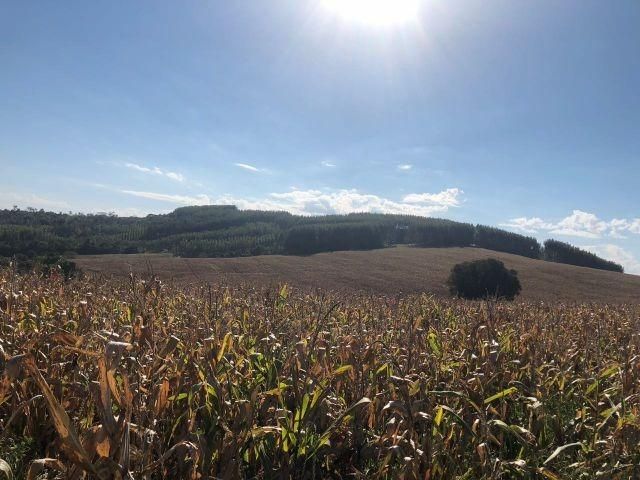 Fazenda-Sítio-Chácara, 363 hectares - Foto 4