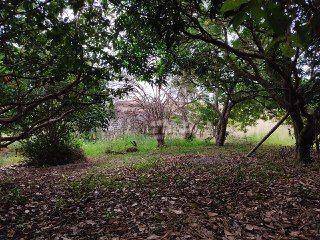 Sítio, 3 quartos, 4 hectares - Foto 33