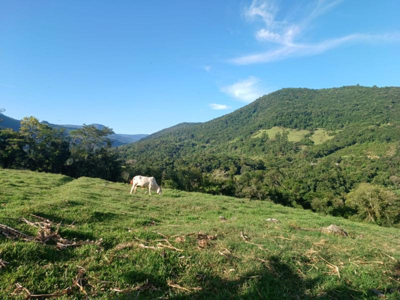 Sítio à venda com 1 quarto, 150m² - Foto 27