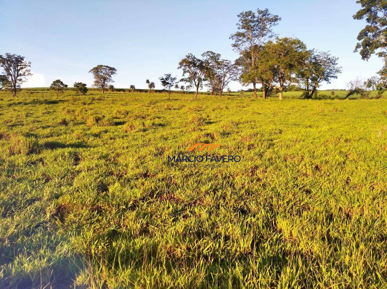 Fazenda, 121 hectares - Foto 15