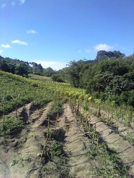 Loteamento e Condomínio, 9 hectares - Foto 3