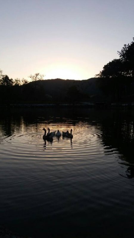 Fazenda, 32 hectares - Foto 9