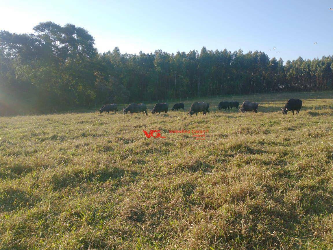 Fazenda à venda com 3 quartos, 6250m² - Foto 61