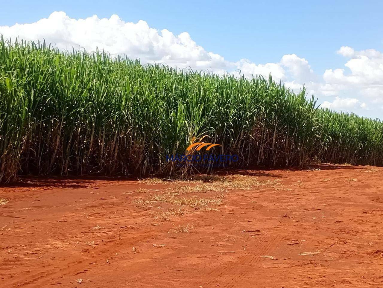 Fazenda-Sítio-Chácara, 298 hectares - Foto 18