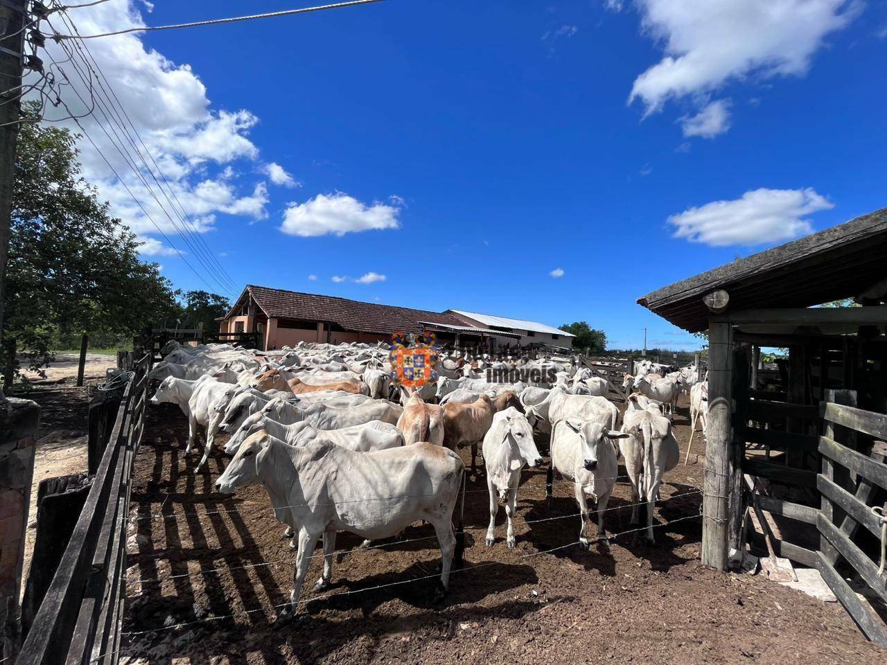 Fazenda à venda, 1258400M2 - Foto 31