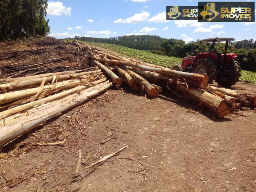 Fazenda à venda com 2 quartos, 450000m² - Foto 7