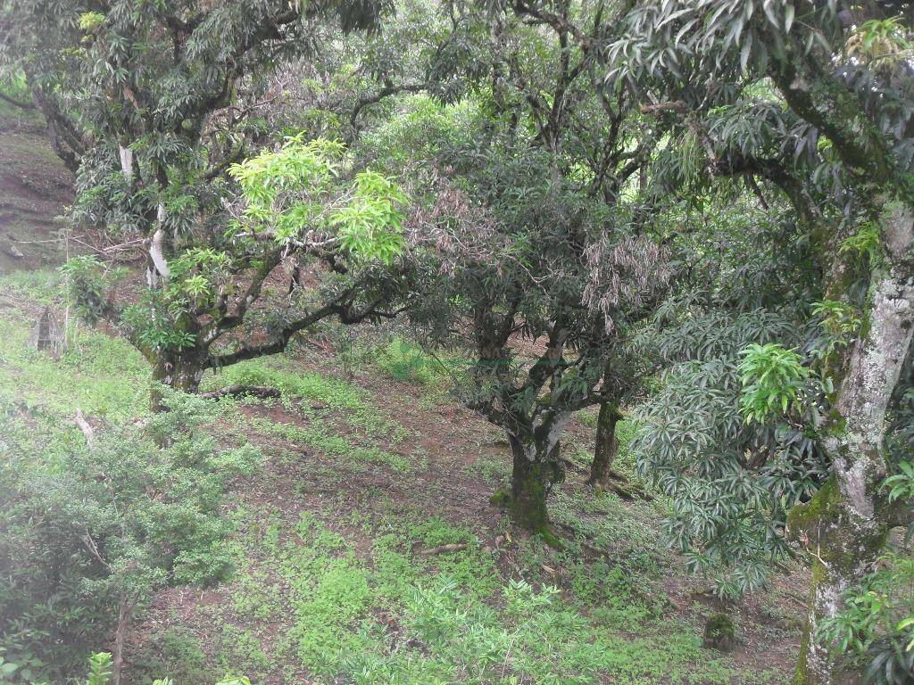 Fazenda à venda com 4 quartos, 200m² - Foto 19