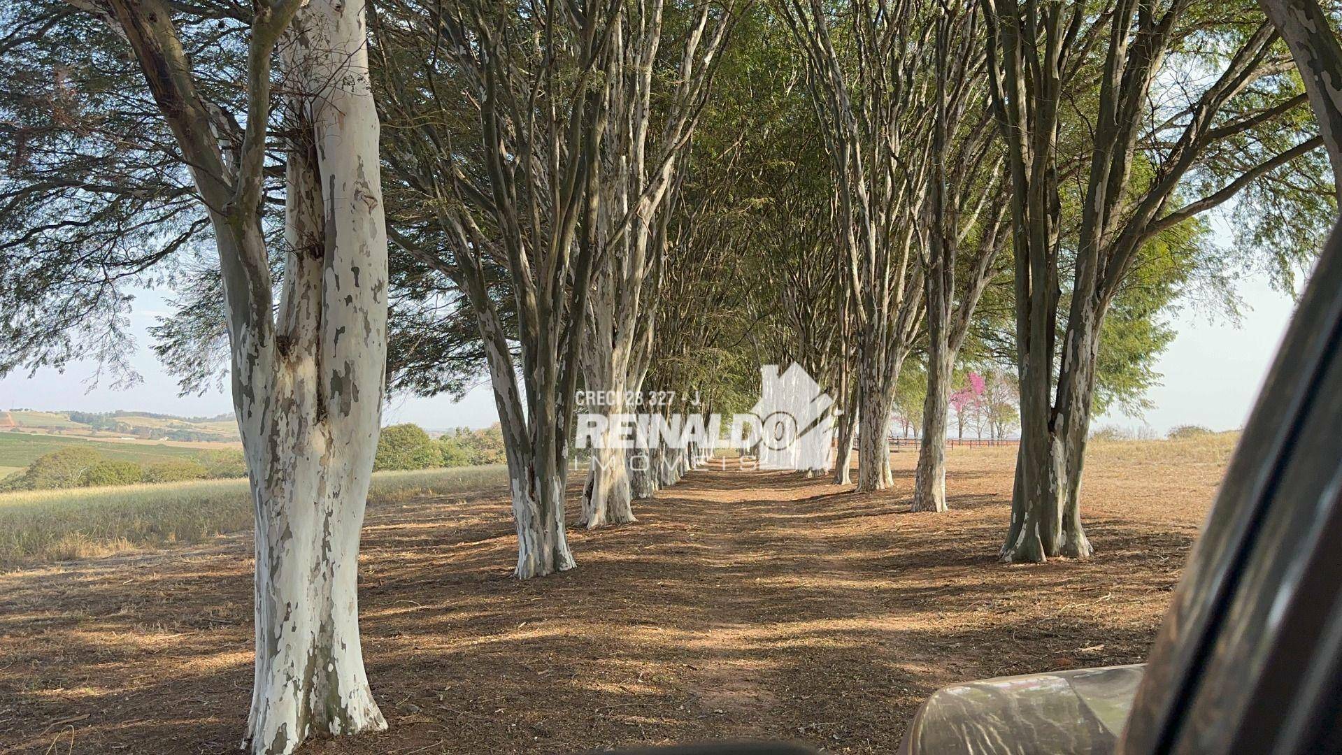 Haras e Área Rural Padrão à venda com 8 quartos, 5000m² - Foto 101